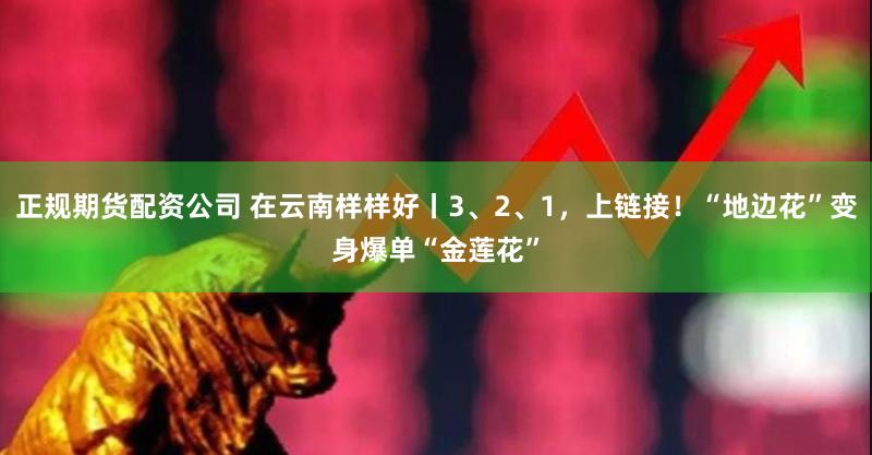 正规期货配资公司 在云南样样好丨3、2、1，上链接！“地边花”变身爆单“金莲花”